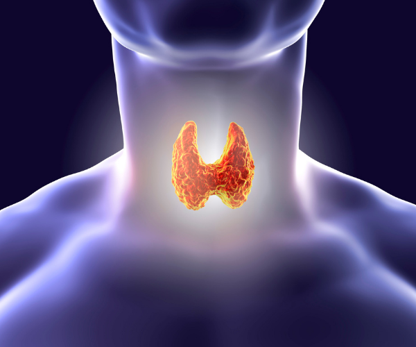 Illustration highlighting the thyroid gland.